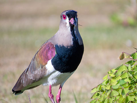 Quero-quero (Vanellus chilensis)  Birds,Brazil,Brazilian Birds,Charadriiformes,Geotagged,Santa Catarina,Southern Lapwing,Vanellus chilensis,Winter
