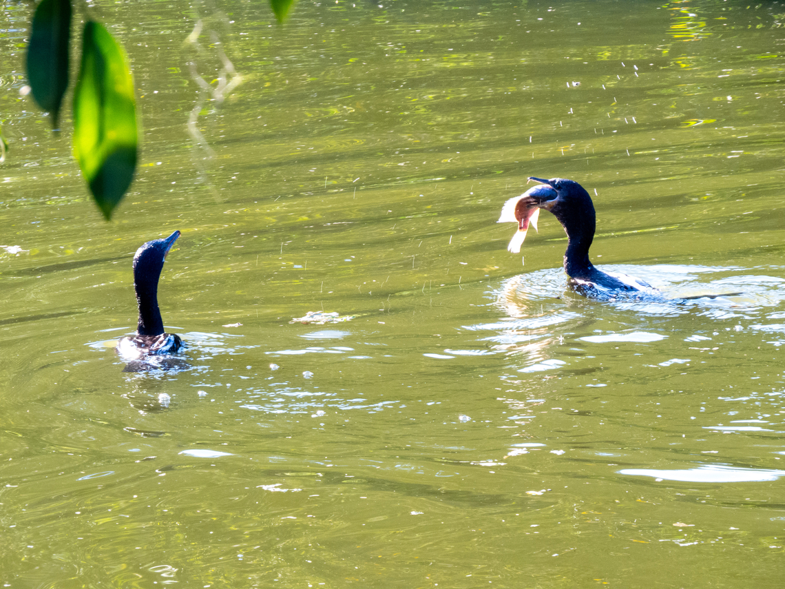 Biguá (Nannopterum brasilianum)  Birds,Brazil,Brazilian Birds,Geotagged,Nannopterum brasilianum,Neotropic cormorant,Phalacrocorax brasilianus,Santa Catarina,Suliformes,Winter