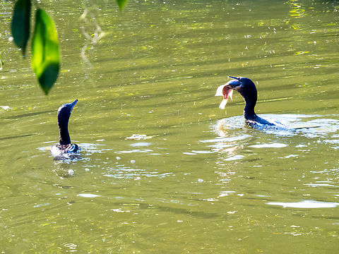 Biguá (Nannopterum brasilianum)  Birds,Brazil,Brazilian Birds,Geotagged,Nannopterum brasilianum,Neotropic cormorant,Phalacrocorax brasilianus,Santa Catarina,Suliformes,Winter