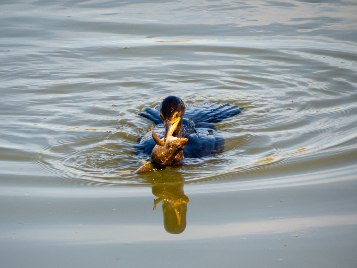 Bigu&aacute; (Nannopterum brasilianum)  Birds,Brazil,Brazilian Birds,Geotagged,Nannopterum brasilianum,Neotropic cormorant,Phalacrocorax brasilianus,Santa Catarina,Suliformes,Winter