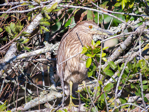 Socó-dorminhoco (Nycticorax nycticorax), juvenile  Birds,Black-crowned night heron,Brazil,Brazilian Birds,Geotagged,Nycticorax nycticorax,Pelecaniformes,Santa Catarina,Winter