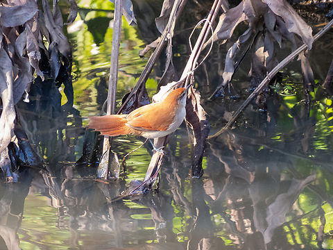 Curuti&eacute; (Certhiaxis cinnamomeus)  Birds,Brazil,Brazilian Birds,Certhiaxis cinnamomeus,Geotagged,Passeriformes,Santa Catarina,Winter,Yellow-chinned spinetail