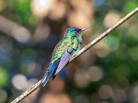Beija-flor-de-fronte-violeta (Thalurania glaucopis)  Apodiformes,Birds,Brazil,Brazilian Birds,Geotagged,Santa Catarina,Thalurania glaucopis,Violet-capped woodnymph,Winter