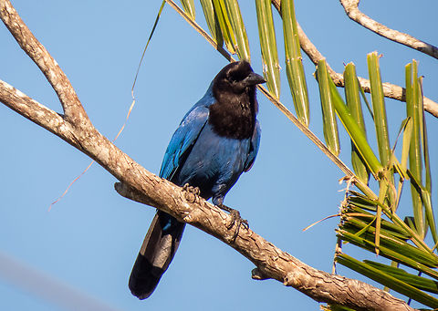 Gralha-azul (Cyanocorax caeruleus)  Azure jay,Birds,Brazil,Brazilian Birds,Cyanocorax caeruleus,Geotagged,Passeriformes,Santa Catarina,Winter