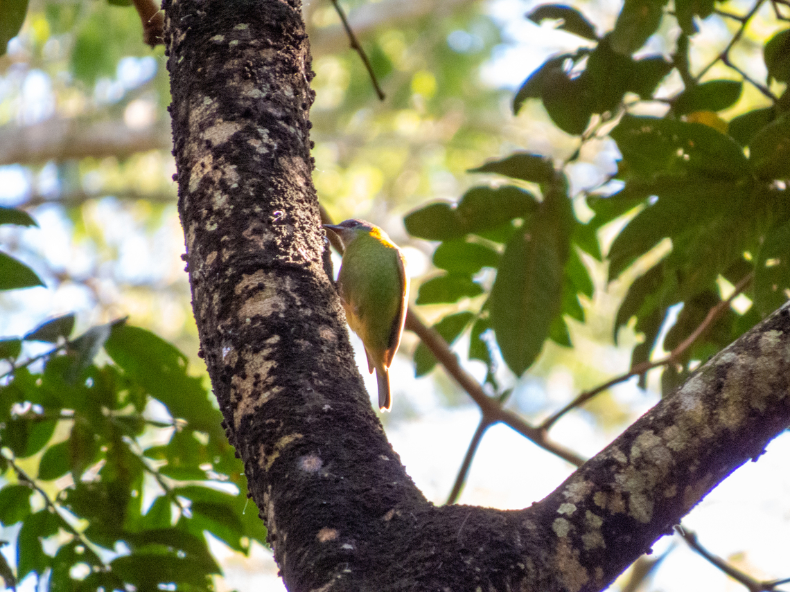 Sa&iacute;-azul (Dacnis cayana), female This female was eating sweet goods produced by scale insects living in the tree. Birds,Blue dacnis,Brazil,Brazilian Birds,Dacnis cayana,Geotagged,Passeriformes,Santa Catarina,Winter