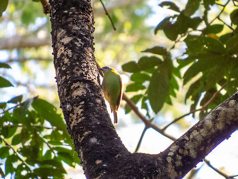 Saí-azul (Dacnis cayana), female This female was eating sweet goods produced by scale insects living in the tree. Birds,Blue dacnis,Brazil,Brazilian Birds,Dacnis cayana,Geotagged,Passeriformes,Santa Catarina,Winter