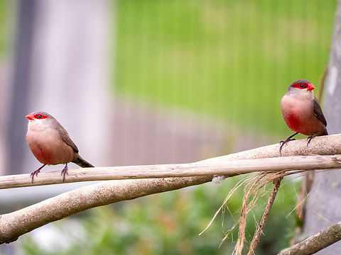 Bico-de-lacre (Estrilda astrild)  Birds,Brazil,Brazilian Birds,Common Waxbill,Estrilda astrild,Geotagged,Passeriformes,Santa Catarina,Winter
