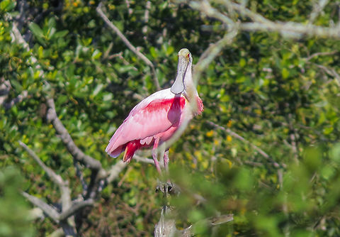 Colhereiro (Platalea ajaja)  Bird,Brazil,Brazilian Birds,Geotagged,Pelecaniformes,Platalea ajaja,Roseate Spoonbill,Santa Catarina,Winter