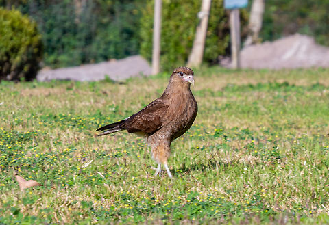 Chimango (Milvago chimango)  Birds,Brazil,Brazilian Birds,Chimango Caracara,Falconiformes,Geotagged,Milvago chimachima,Milvago chimango,Santa Catarina,Winter,Yellow-headed Caracarra