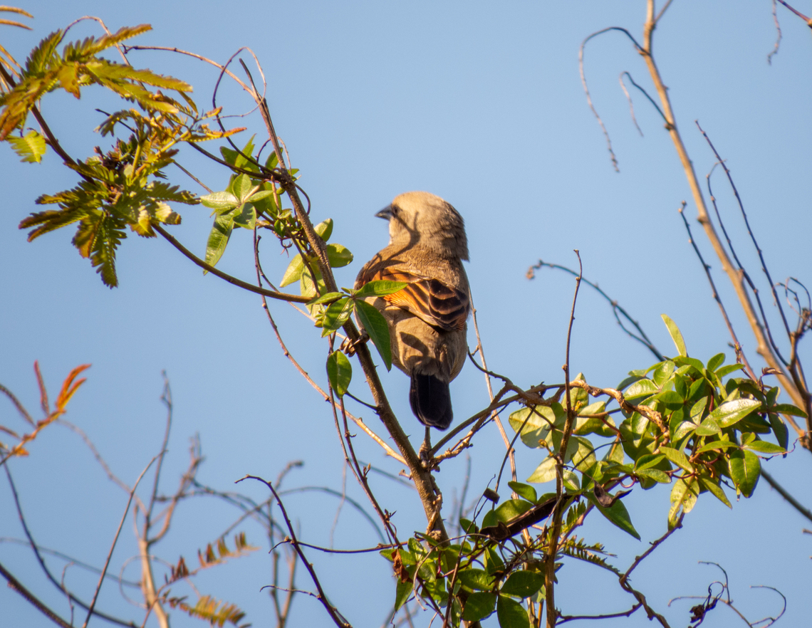 Asa-de-telha (Agelaioides badius)  Agelaioides badius,Birds,Brazil,Brazilian Birds,Geotagged,Grayish baywing,Passeriformes,Santa Catarina,Winter