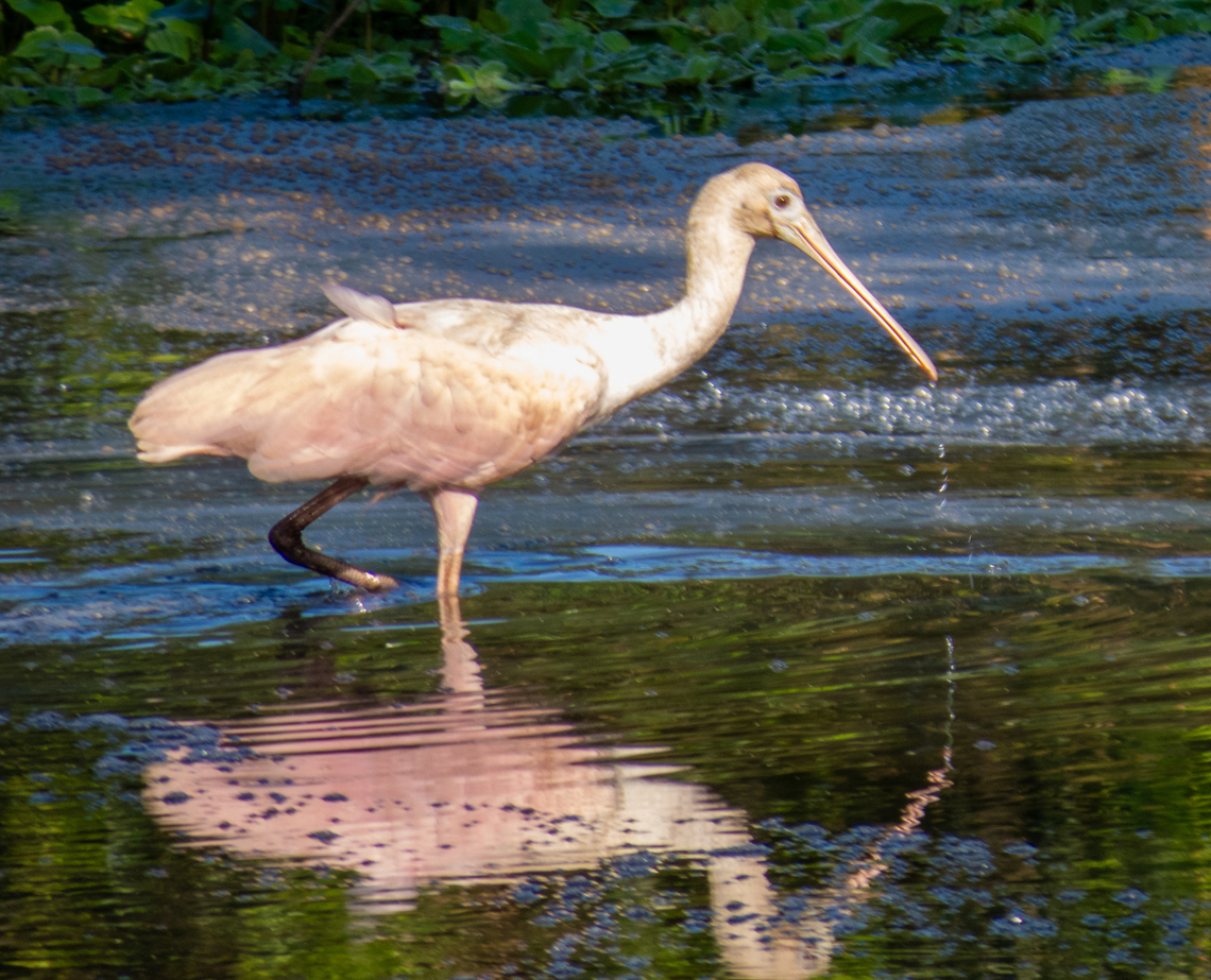 Colhereiro (Platalea ajaja), juvenile  Birds,Brazil,Brazilian Birds,Geotagged,Pelecaniformes,Platalea ajaja,Roseate Spoonbill,Santa Catarina,Winter