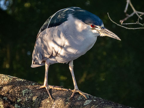 Socó-dorminhoco (Nycticorax nycticorax)  Birds,Black-crowned night heron,Brazil,Brazilian Birds,Geotagged,Nycticorax nycticorax,Pelecaniformes,Santa Catarina,Winter
