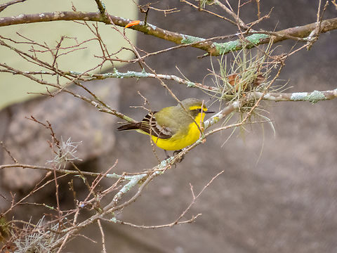 Suiriri-pequeno (Satrapa icterophrys)  Birds,Brazil,Brazilian Birds,Geotagged,Passeriformes,Santa Catarina,Satrapa icterophrys,Winter,Yellow-browed tyrant