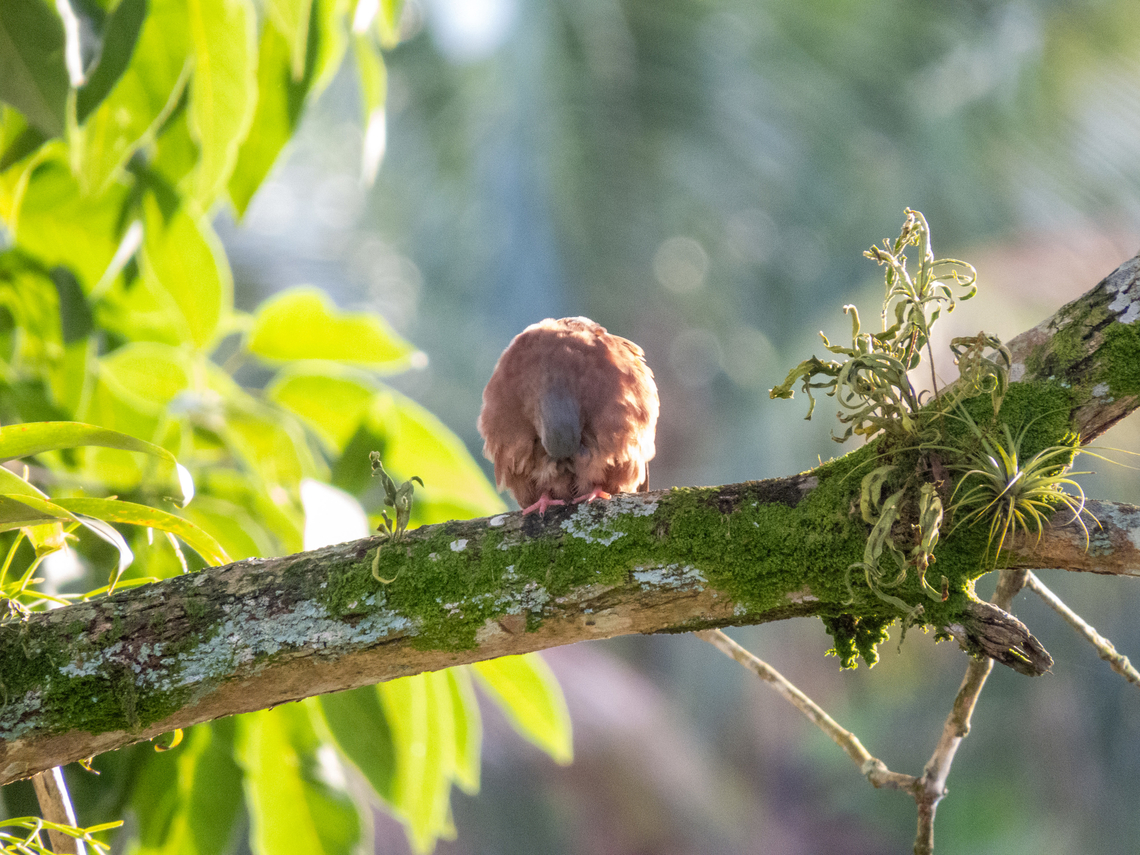 Rolinha-roxa (Columbina talpacoti), male Just preening. Old photo, but it&#039;s a nice one. Birds,Brazil,Brazilian Birds,Columbiformes,Columbina talpacoti,Geotagged,Ruddy ground dove,Santa Catarina,Summer