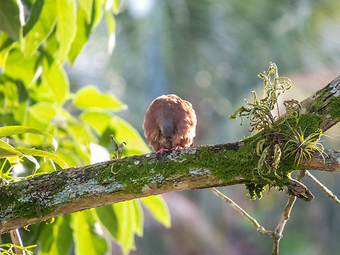 Rolinha-roxa (Columbina talpacoti), male Just preening. Old photo, but it's a nice one. Birds,Brazil,Brazilian Birds,Columbiformes,Columbina talpacoti,Geotagged,Ruddy ground dove,Santa Catarina,Summer