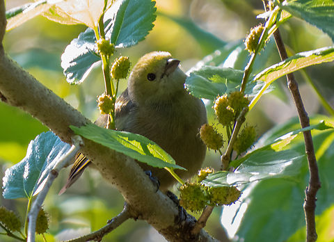 Sanha&ccedil;u-do-coqueiro (Thraupis palmarum)  Birds,Brazil,Brazilian Birds,Geotagged,Palm Tanager,Passeriformes,Santa Catarina,Thraupis palmarum,Winter