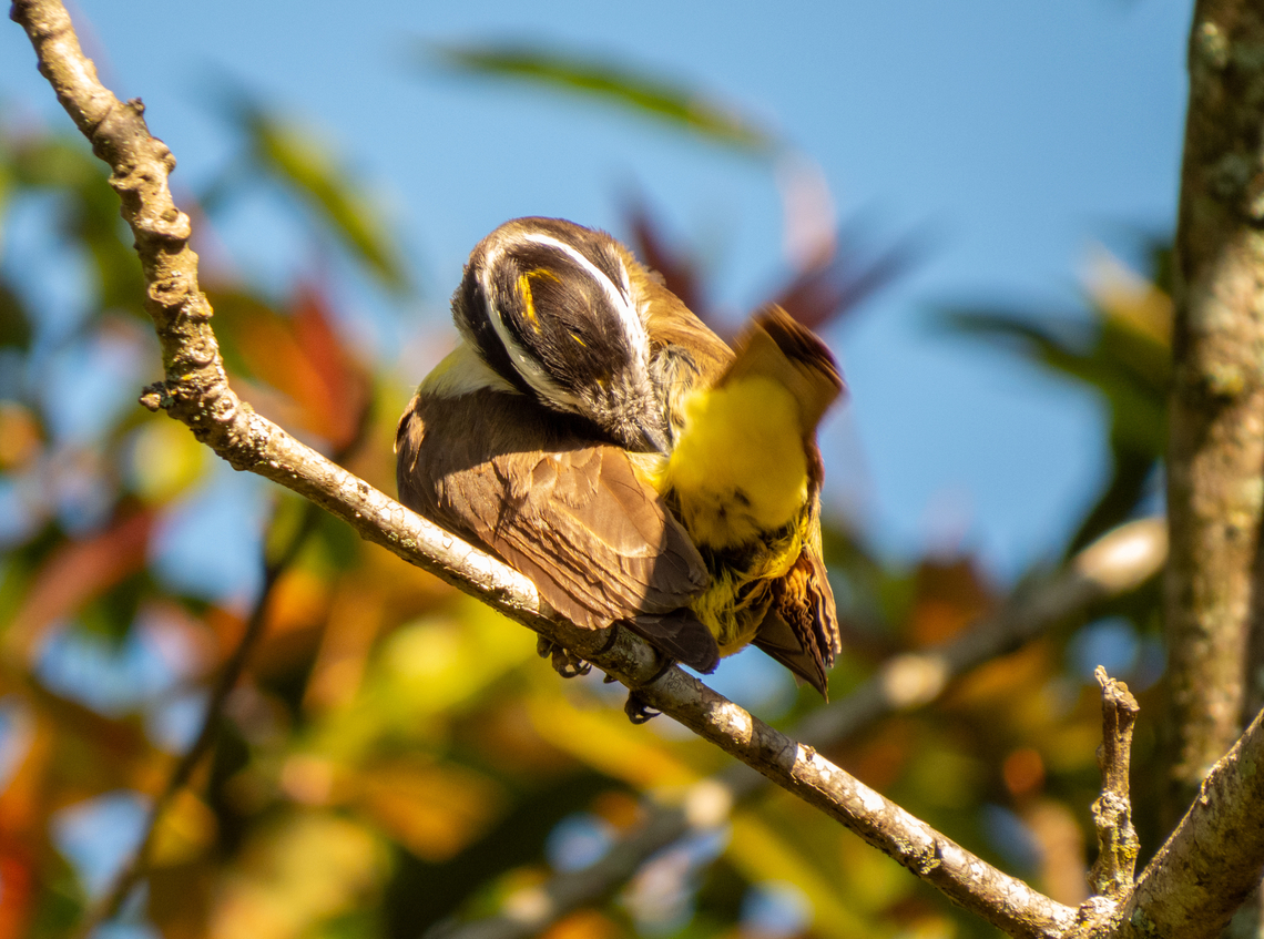 Bem-te-vi (Pitangus sulphuratus)  Birds,Brazil,Brazilian Birds,Geotagged,Great kiskadee,Passeriformes,Pitangus sulphuratus,Santa Catarina,Winter