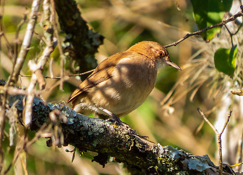 João-de-barro (Furnarius rufus)  Birds,Brazil,Brazilian Birds,Furnarius rufus,Geotagged,Passeriformes,Rufous Hornero,Santa Catarina,Winter