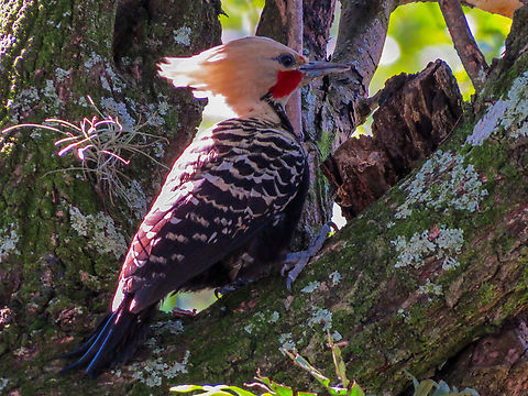 Pica-pau-de-cabe&ccedil;a-amarela (Celeus flavescens), male  Birds,Brazil,Brazilian Birds,Celeus flavescens,Geotagged,Ochre-backed woodpecker,Piciformes,Santa Catarina,Winter