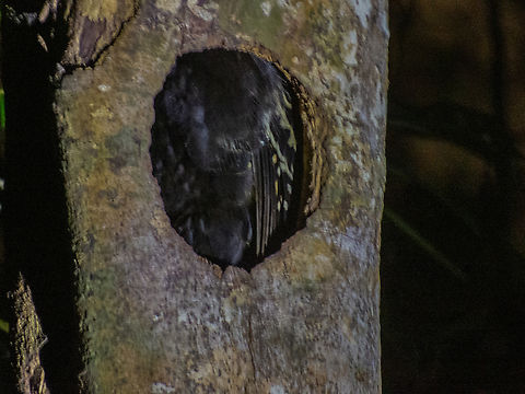 Pica-pau-de-cabeça-amarela (Celeus flavescens) This individual was sleeping in a tree hole! It's belly and wing markings gave it away. Birds,Brazil,Brazilian Birds,Celeus flavescens,Geotagged,Ochre-backed woodpecker,Piciformes,Santa Catarina,Winter