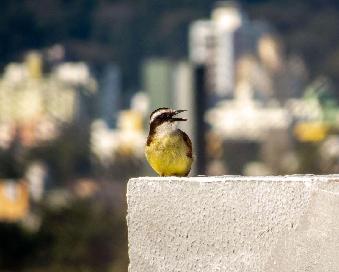 Bem-te-vi (Pitangus sulphuratus)  Birds,Brazil,Brazilian Birds,Geotagged,Great kiskadee,Passeriformes,Pitangus sulphuratus,Santa Catarina,Winter