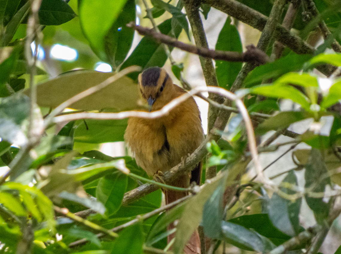 Limpa-folha-de-testa-baia (Dendroma rufa)  Birds,Brazil,Brazilian Birds,Buff-fronted foliage-gleaner,Dendroma rufa,Geotagged,Passeriformes,Santa Catarina,Spring