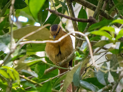 Limpa-folha-de-testa-baia (Dendroma rufa)  Birds,Brazil,Brazilian Birds,Buff-fronted foliage-gleaner,Dendroma rufa,Geotagged,Passeriformes,Santa Catarina,Spring