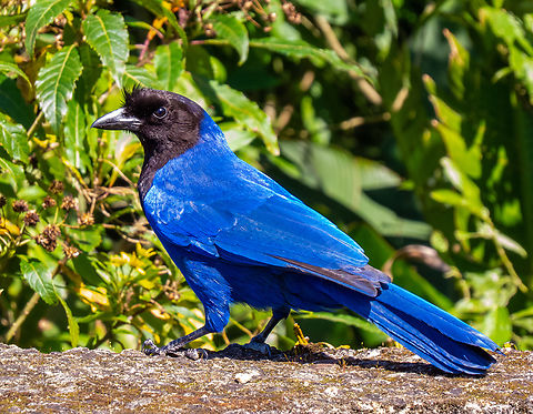 Gralha-azul (Cyanocorax caeruleus)  Azure jay,Birds,Brazil,Brazilian Birds,Cyanocorax caeruleus,Geotagged,Passeriformes,Santa Catarina,Spring