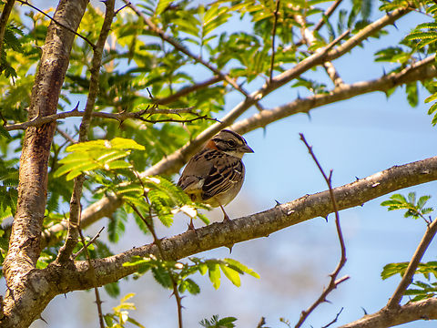 Tico-tico (Zonotrichia capensis)  Birds,Brazil,Brazilian Birds,Geotagged,Passeriformes,Rufous-collared sparrow,Santa Catarina,Spring,Zonotrichia capensis