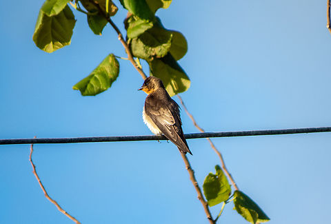 Andorinha-serradora (Stelgidopteryx ruficollis)  Birds,Brazil,Brazilian Birds,Geotagged,Passeriformes,Santa Catarina,Southern Rough-winged Swallow,Spring,Stelgidopteryx ruficollis