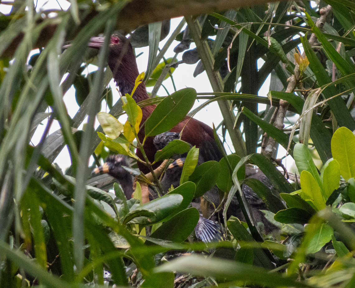 Caraúna (Plegadis chihi), adult and chicks  Birds,Brazil,Brazilian Birds,Geotagged,Pelecaniformes,Plegadis chihi,Santa Catarina,Spring,White-faced ibis