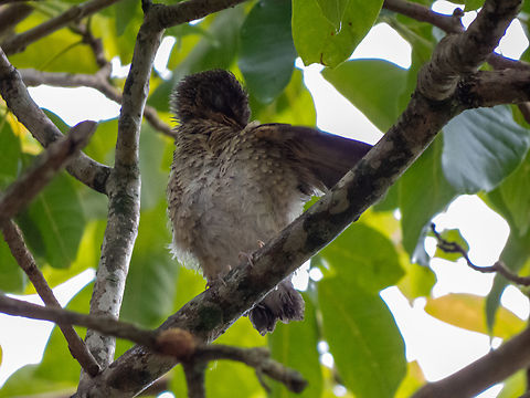 Sabiá-poca (Turdus amaurochalinus), fledgling  Birds,Brazil,Brazilian Birds,Creamy-bellied thrush,Geotagged,Passeriformes,Santa Catarina,Spring,Turdus amaurochalinus
