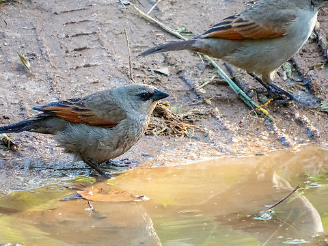 Asa-de-telha (Agelaioides badius)  Agelaioides badius,Birds,Brazil,Brazilian Birds,Geotagged,Grayish Baywing,Passeriformes,Santa Catarina,Spring