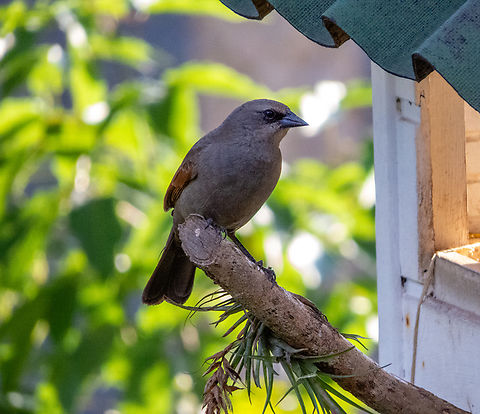 Asa-de-telha (Agelaioides badius)  Agelaioides badius,Birds,Brazil,Brazilian Birds,Geotagged,Grayish Baywing,Passeriformes,Santa Catarina,Spring