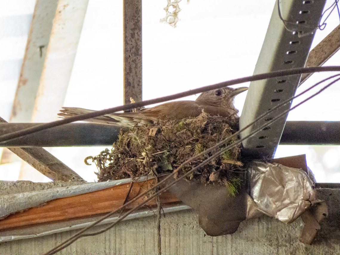 Sabiá-barranco (Turdus leucomelas), nest  Birds,Brazil,Brazilian Birds,Geotagged,Pale-breasted thrush,Passeriformes,Santa Catarina,Spring,Turdus leucomelas