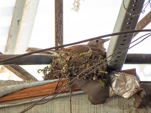 Sabi&aacute;-barranco (Turdus leucomelas), nest  Birds,Brazil,Brazilian Birds,Geotagged,Pale-breasted thrush,Passeriformes,Santa Catarina,Spring,Turdus leucomelas