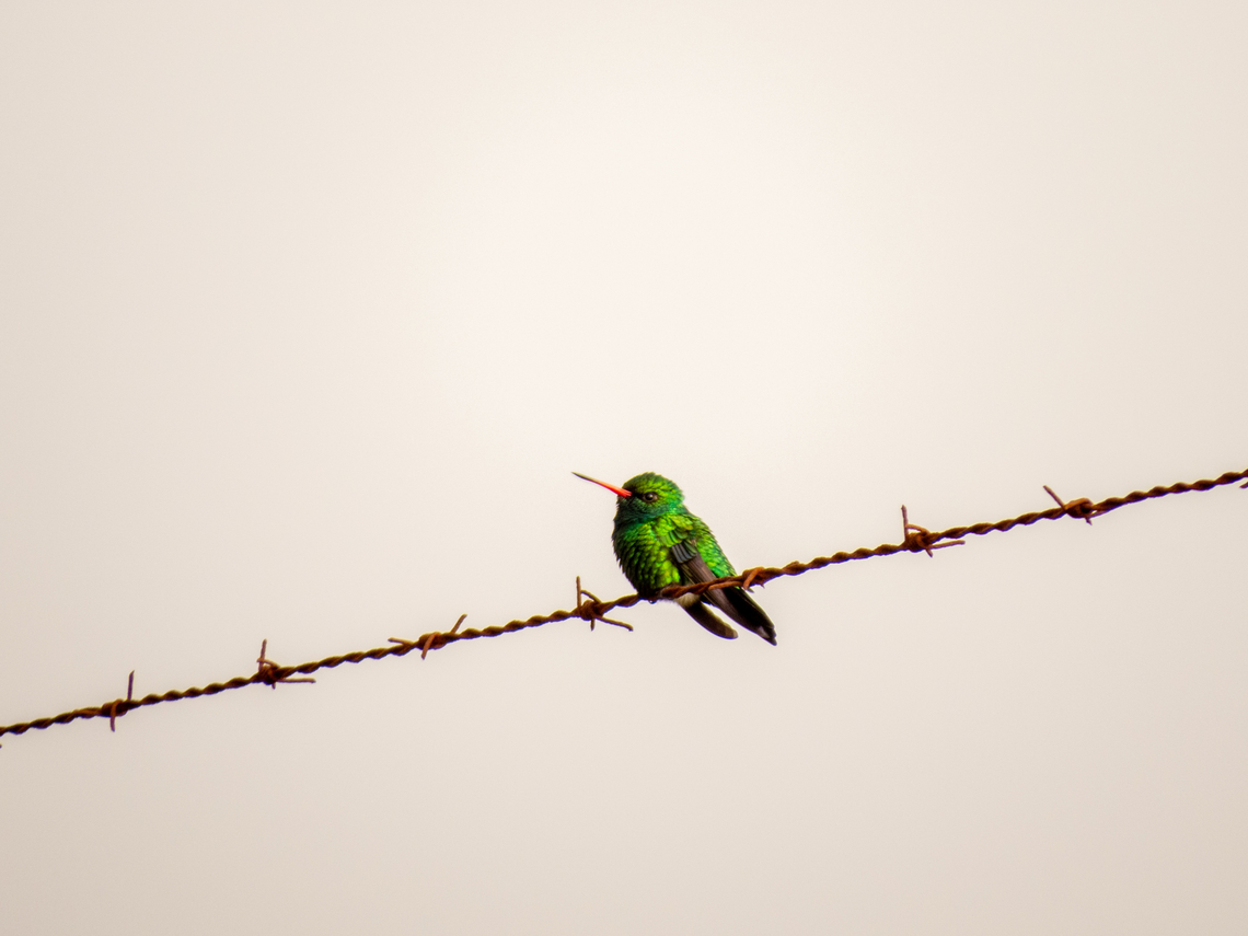 Besourinho-de-bico-vermelho (Chlorostilbon lucidus), male  Apodiformes,Birds,Brazil,Brazilian Birds,Chlorostilbon lucidus,Geotagged,Glittering-bellied Emerald,Santa Catarina,Spring