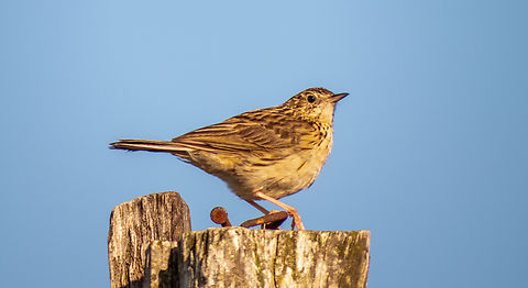 Caminheiro-de-barriga-acanelada (Anthus hellmayri)  Anthus hellmayri,Birds,Brazil,Brazilian Birds,Geotagged,Hellmayrs pipit,Passeriformes,Santa Catarina,Spring
