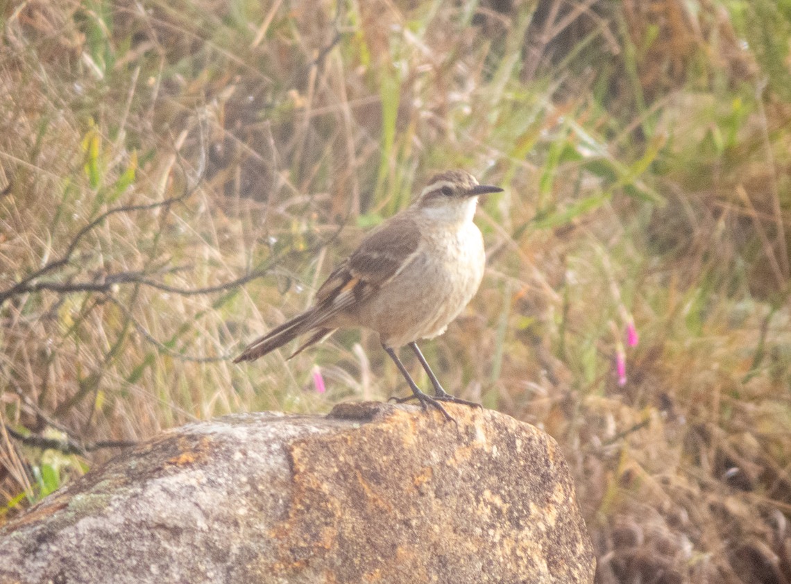 Pedreiro (Cinclodes pabsti)  Birds,Brazil,Brazilian Birds,Cinclodes pabsti,Geotagged,Long-tailed cinclodes,Passeriformes,Santa Catarina,Spring