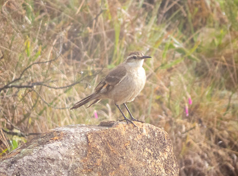 Pedreiro (Cinclodes pabsti)  Birds,Brazil,Brazilian Birds,Cinclodes pabsti,Geotagged,Long-tailed cinclodes,Passeriformes,Santa Catarina,Spring
