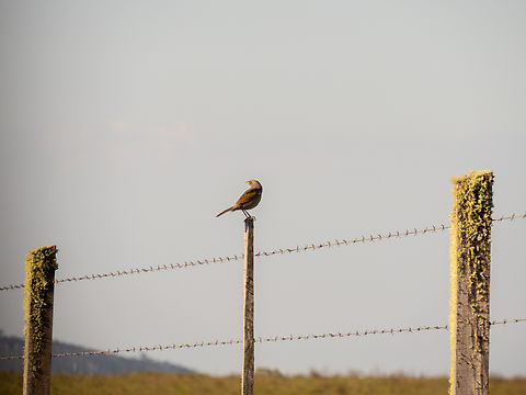 Sabiá-do-banhado (Embernagra platensis)  Birds,Brazil,Brazilian Birds,Embernagra platensis,Geotagged,Pampa finch,Passeriformes,Santa Catarina,Spring