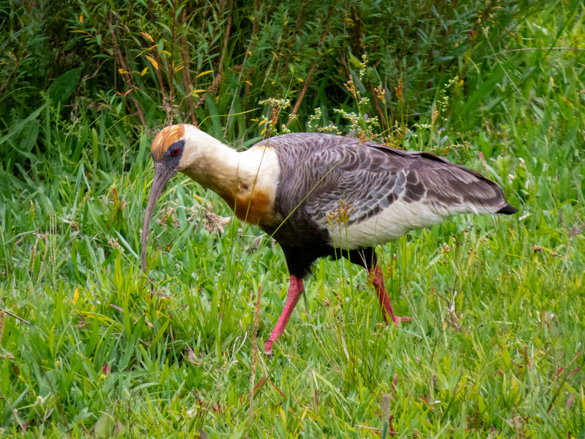 Curicaca (Theristicus caudatus)  Birds,Brazil,Brazilian Birds,Buff-necked Ibis,Geotagged,Pelecaniformes,Santa Catarina,Spring,Theristicus caudatus