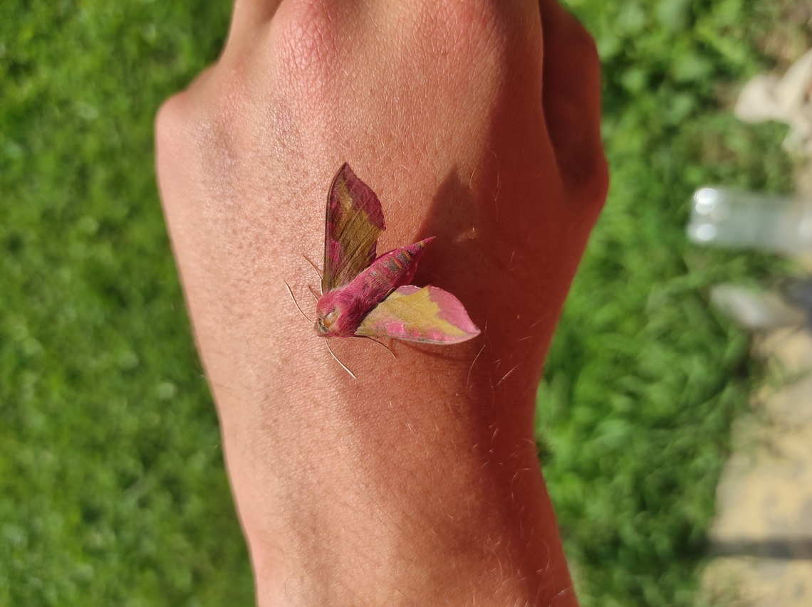 IMG_20230724_161931  Deilephila elpenor,Elephant Hawk-moth,Geotagged,Summer,Ukraine
