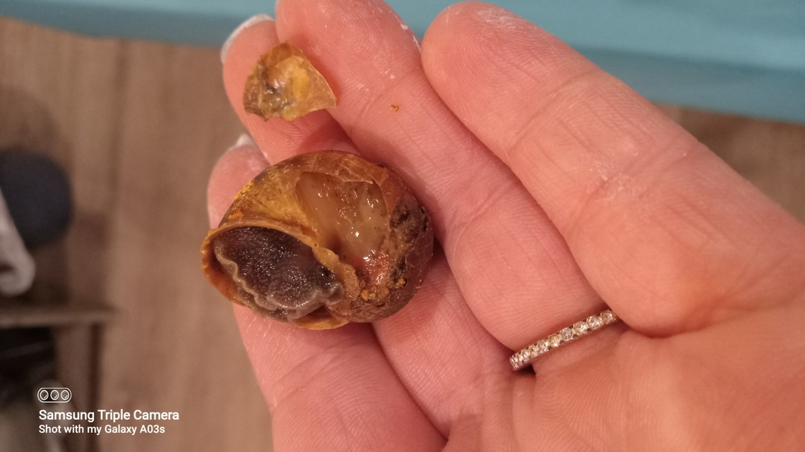 EMERGENCY!!HELIX SNAIL SHELL BRKEB My helix had a pretty drastic amount of shell brokn off today leaving alot of insides exposed , i am wondering what i have to do to rescue my helix , this helix is usually with the other two but i have been hesitate on letting them all play  together , i do have them on a diet that consists of : cabbage,and carrot sticks sprinkled with cuttlefish bone , Helix aspersa