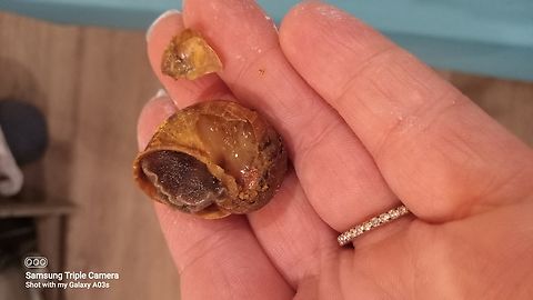 EMERGENCY!!HELIX SNAIL SHELL BRKEB My helix had a pretty drastic amount of shell brokn off today leaving alot of insides exposed , i am wondering what i have to do to rescue my helix , this helix is usually with the other two but i have been hesitate on letting them all play  together , i do have them on a diet that consists of : cabbage,and carrot sticks sprinkled with cuttlefish bone , Helix aspersa