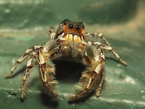 I Need A Hug Phidippus putnami Phidippus putnami,Putnam's Jumping Spider
