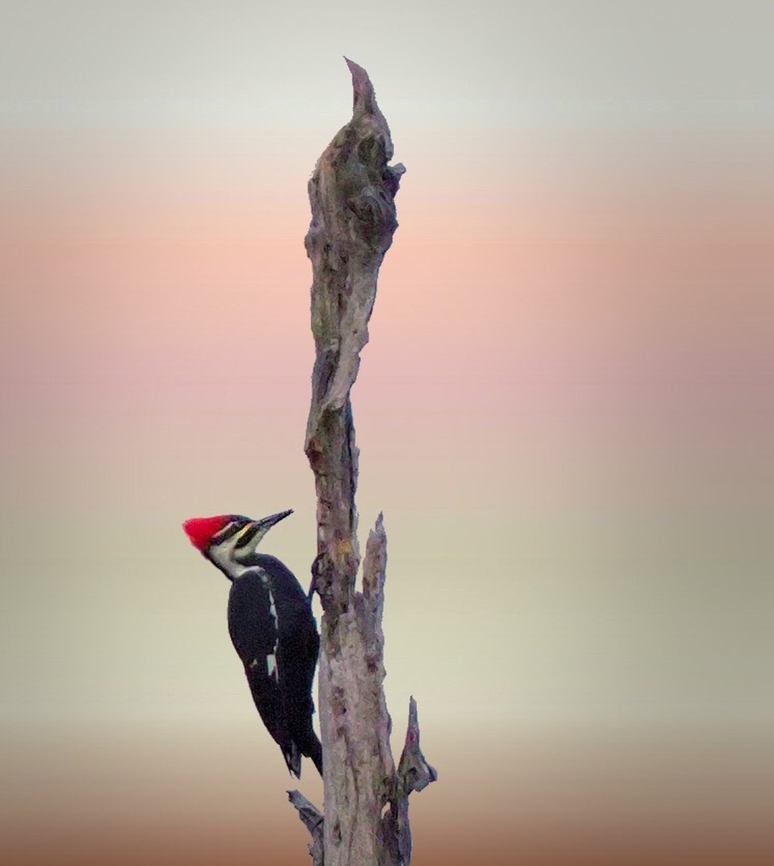 Big Peckerwood Pileated woodpecker, Caddo Lake, east Texas Dryocopus pileatus,Pileated Woodpecker