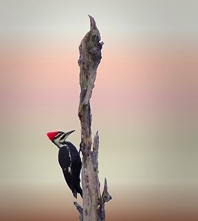 Big Peckerwood Pileated woodpecker, Caddo Lake, east Texas Dryocopus pileatus,Pileated Woodpecker