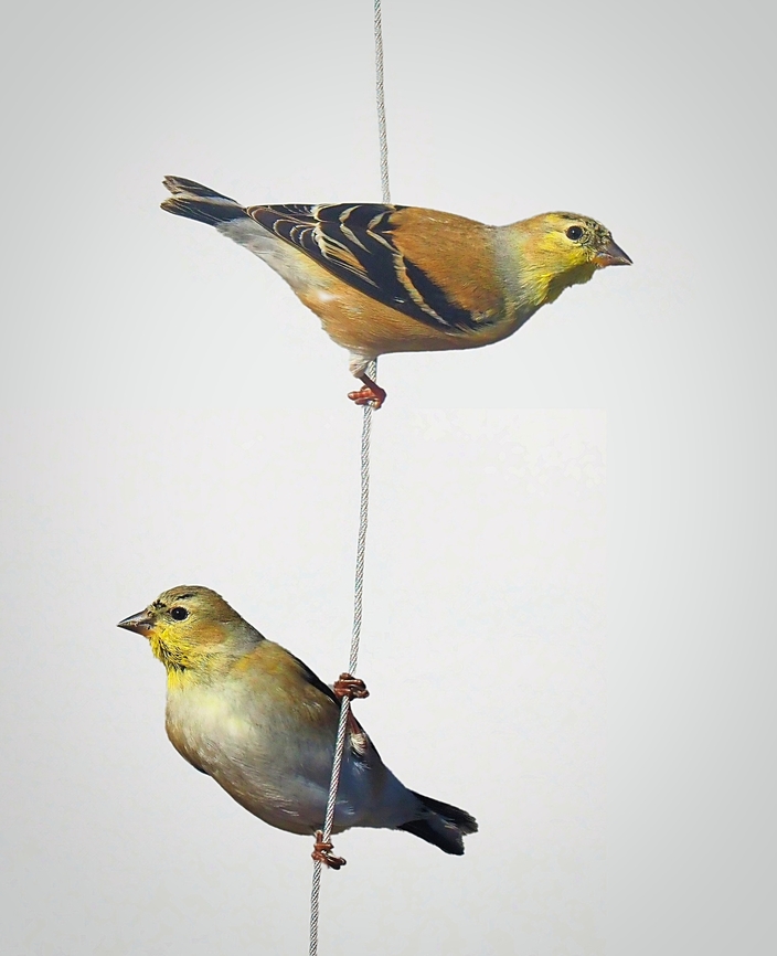 High Wire Gold finch on feeder wire American goldfinch,Spinus tristis