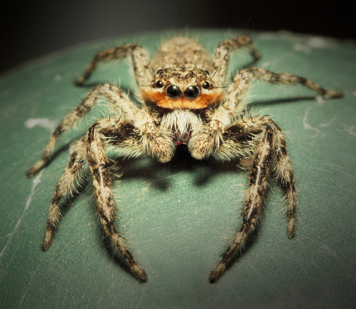 Layin’ Low Platycryptus  undatus jumping spider Platycryptus undatus,Tan Jumping Spider
